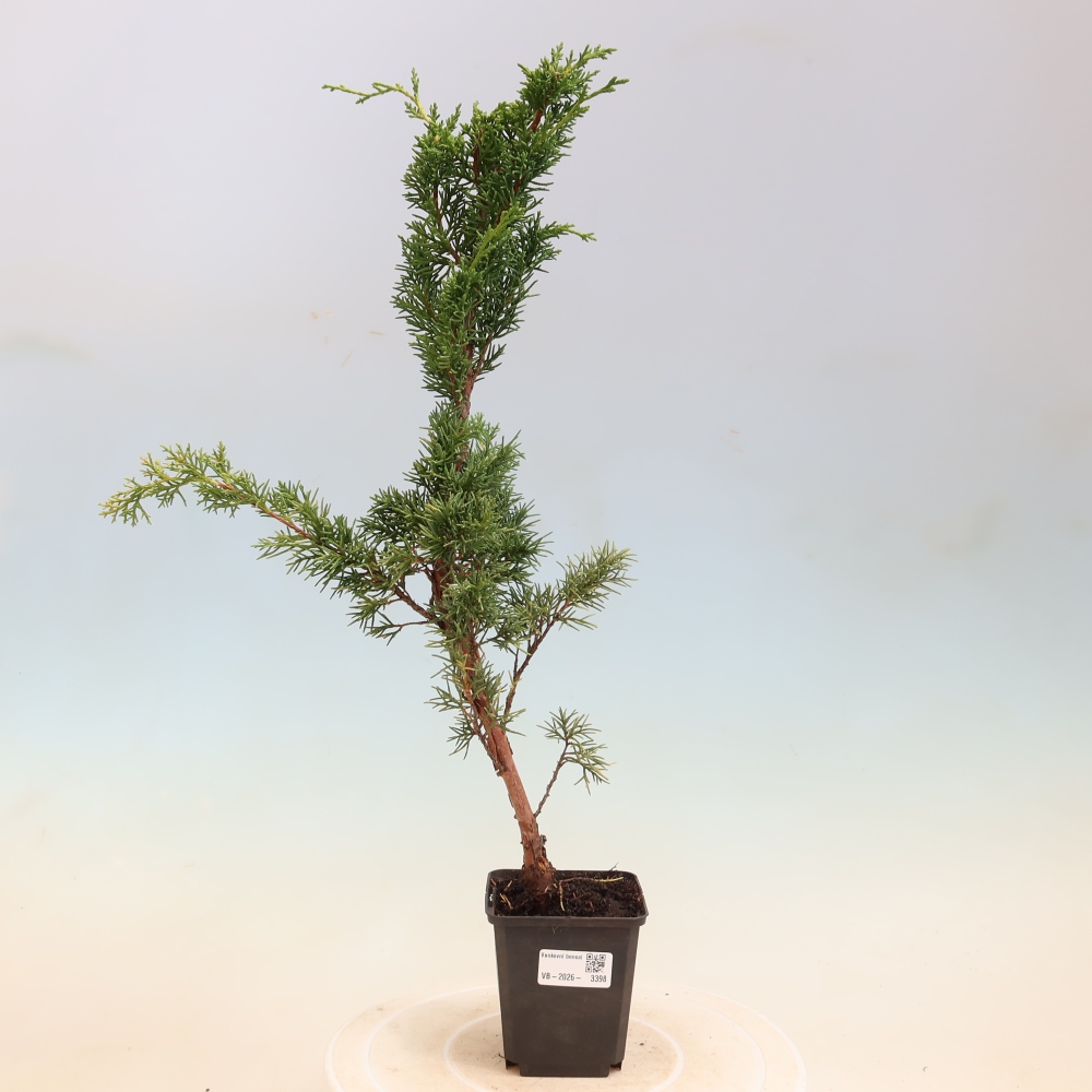Outdoor bonsai - Juniperus chinensis Kishu