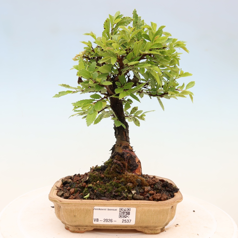 Outdoor bonsai - Zelkova - Zelkova NIRE