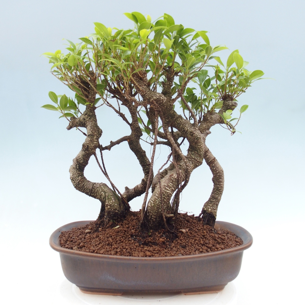 Room bonsai - Ficus kimmen - small-leaved ficus