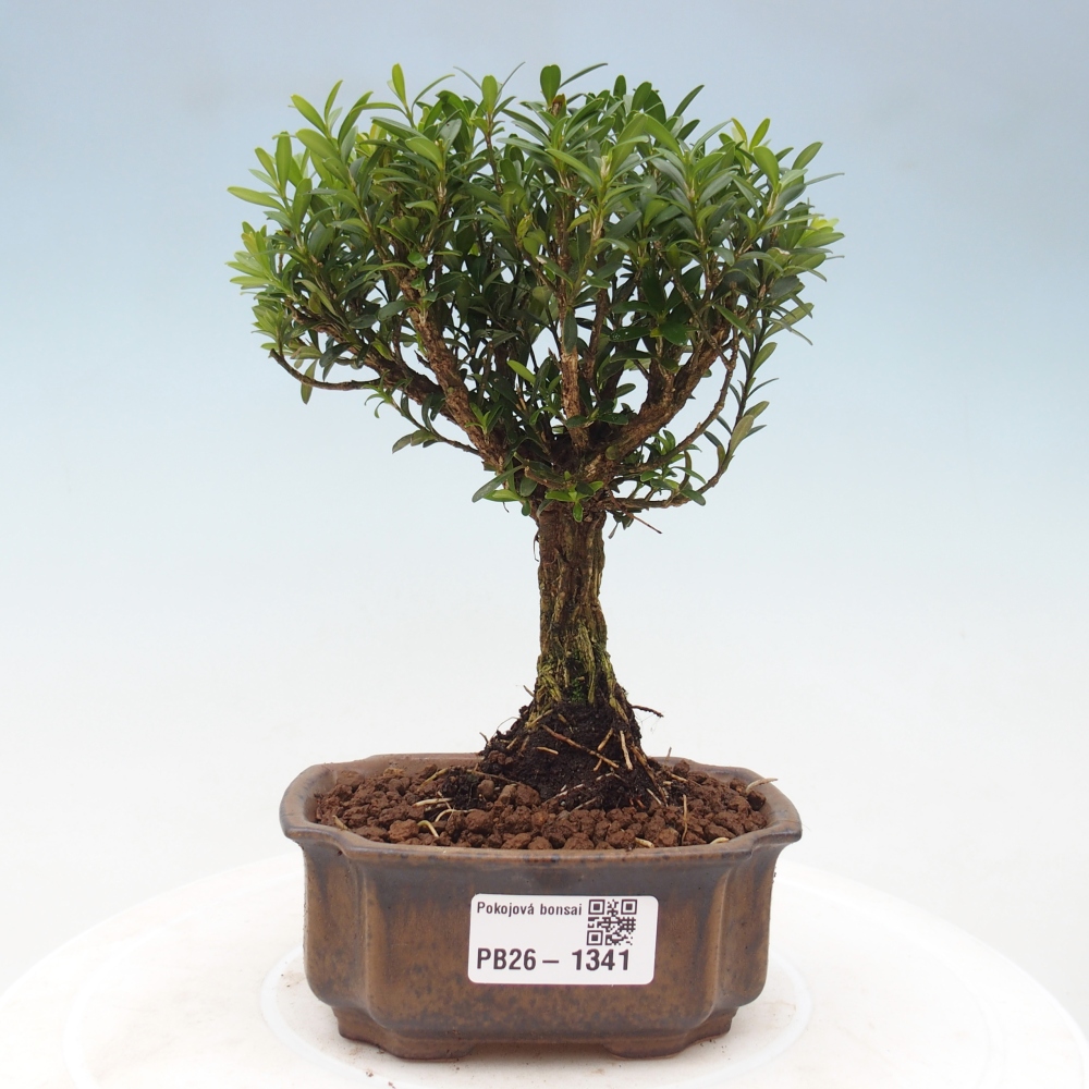 Room bonsai - Buxus harlandii - cork buxus