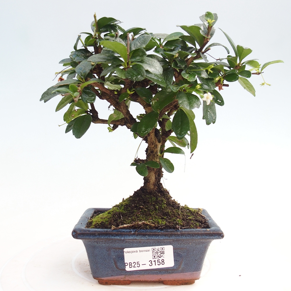 Indoor bonsai - Carmona macrophylla - Fuki tea