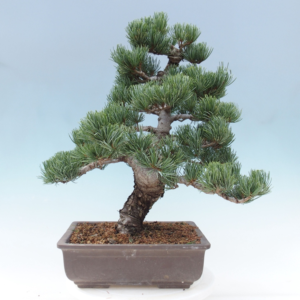 Outdoor bonsai - Pinus parviflora - Small pine tree
