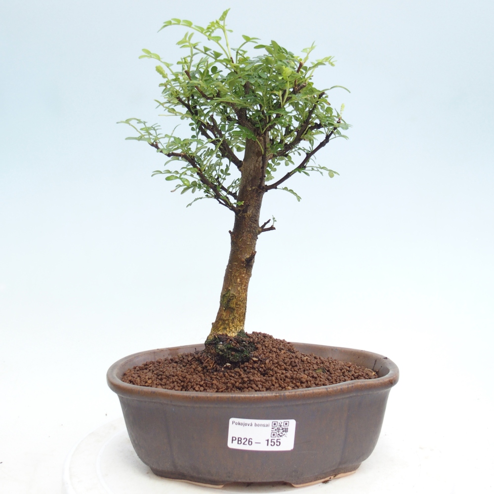 Room bonsai - Zantoxylum piperitum - pepper tree