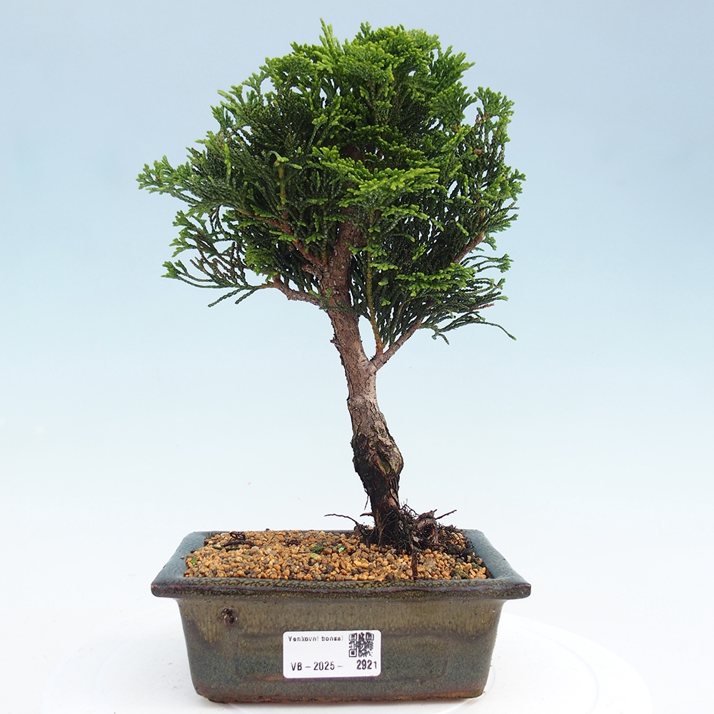 Outdoor bonsai - Cham.pis obtusa Nana Gracilis - Cypress