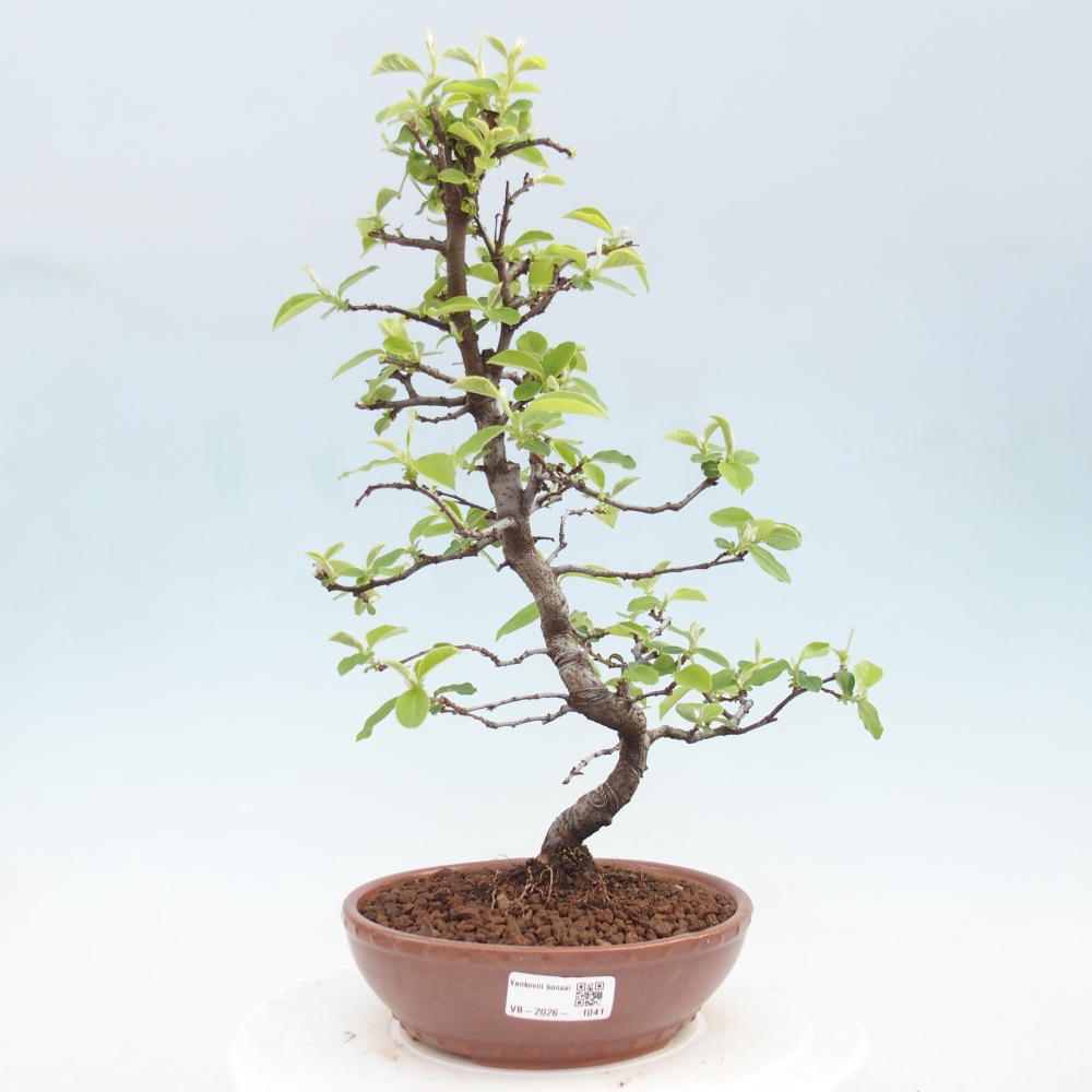 Outdoor bonsai - Chaneomeles chinensis
