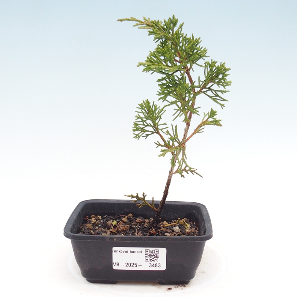 Outdoor bonsai - Juniperus chinensis Itoigawa - Chinese juniper