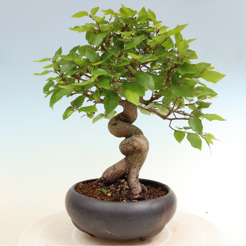Outdoor bonsai -Carpinus coreana - Korean Hornbeam