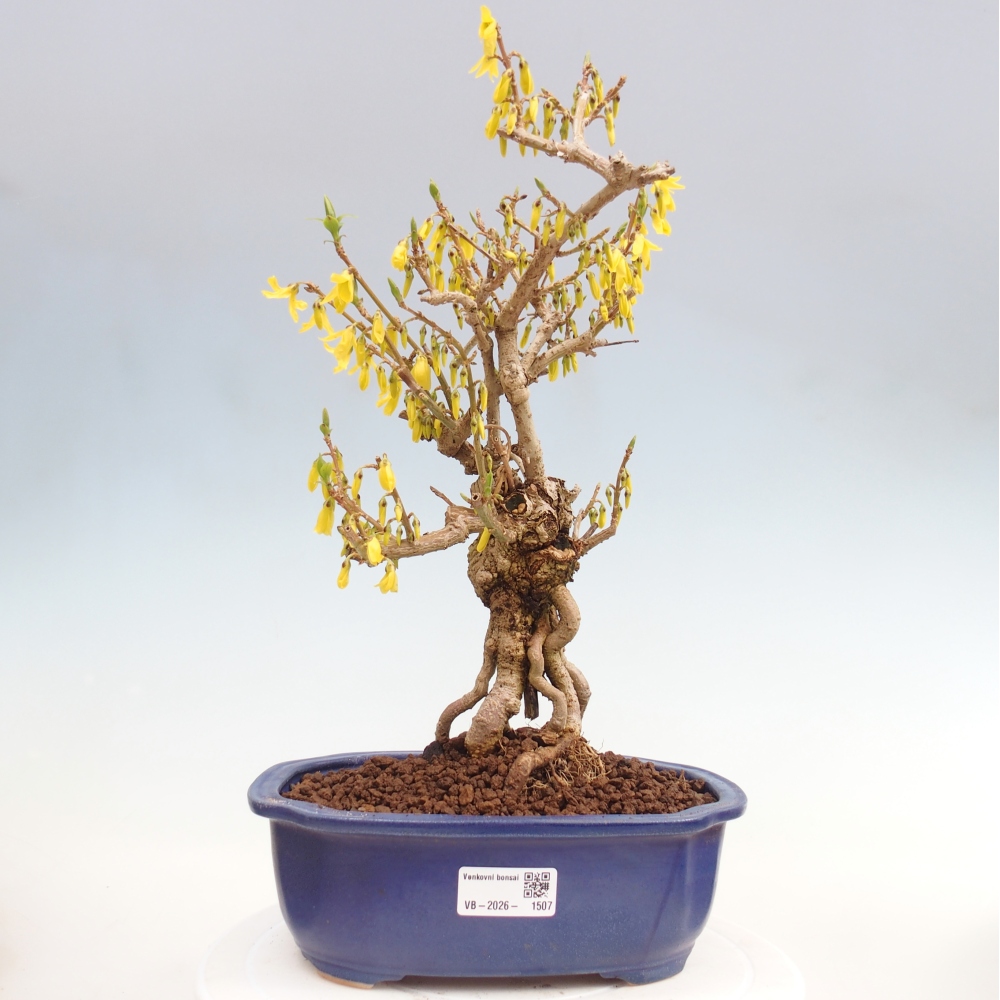 Outdoor bonsai - Zlatice - Forsythia koreana