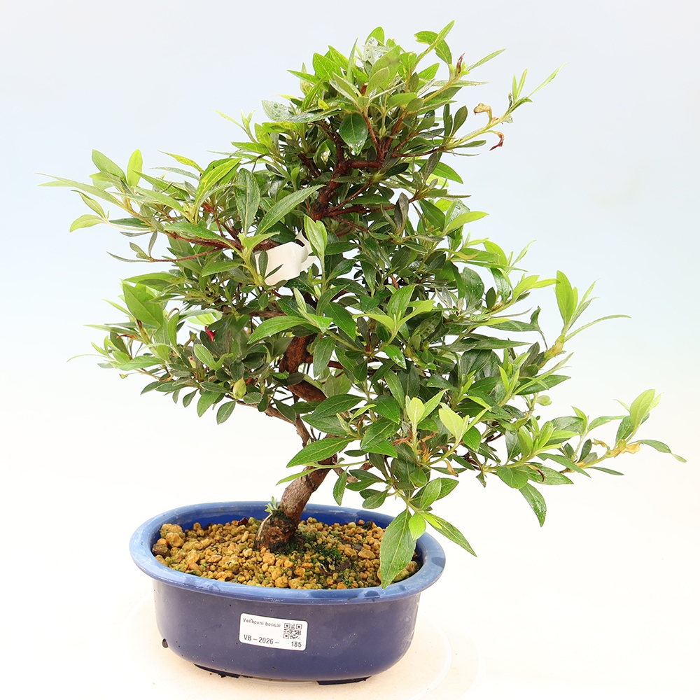 Outdoor bonsai - Japanese Azalea - Azalea Yoko