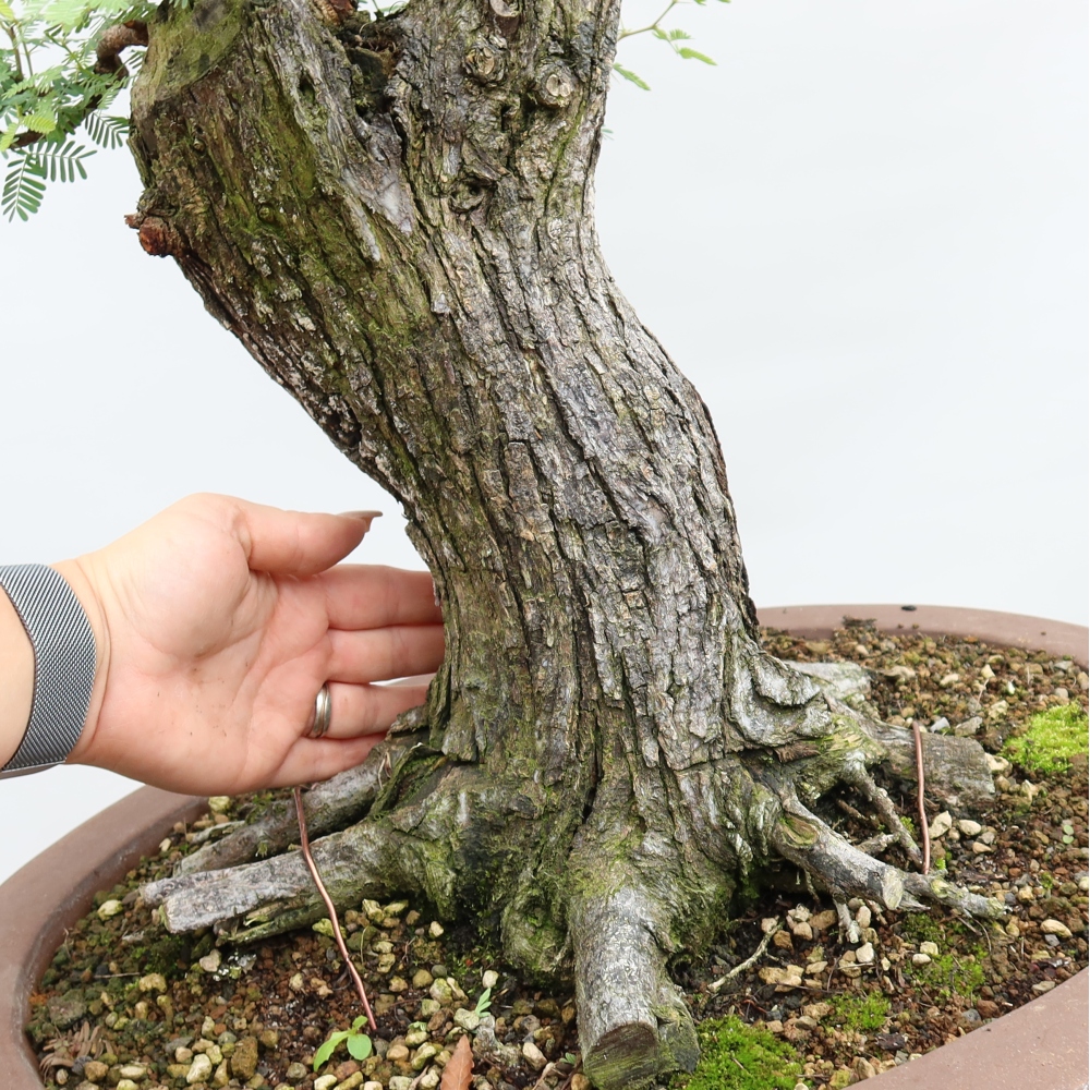 Indoor Bonsai - Acacia Arabica