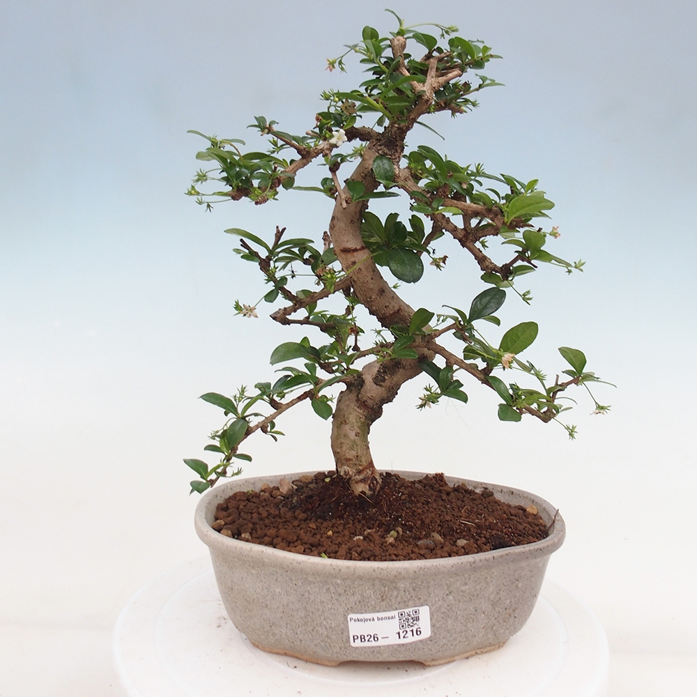 Room bonsai - Carmona macrophylla - Tea fuki