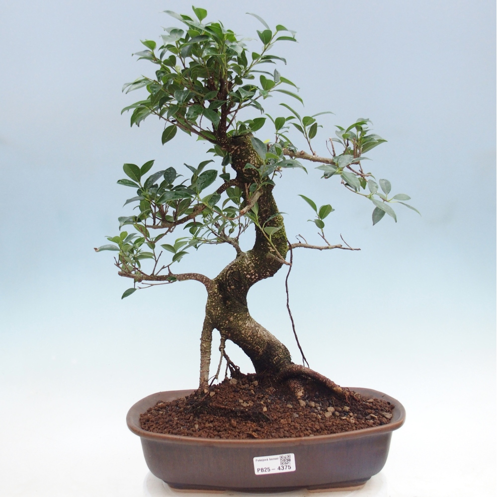 Room bonsai - Ficus retusa - small-leaved ficus