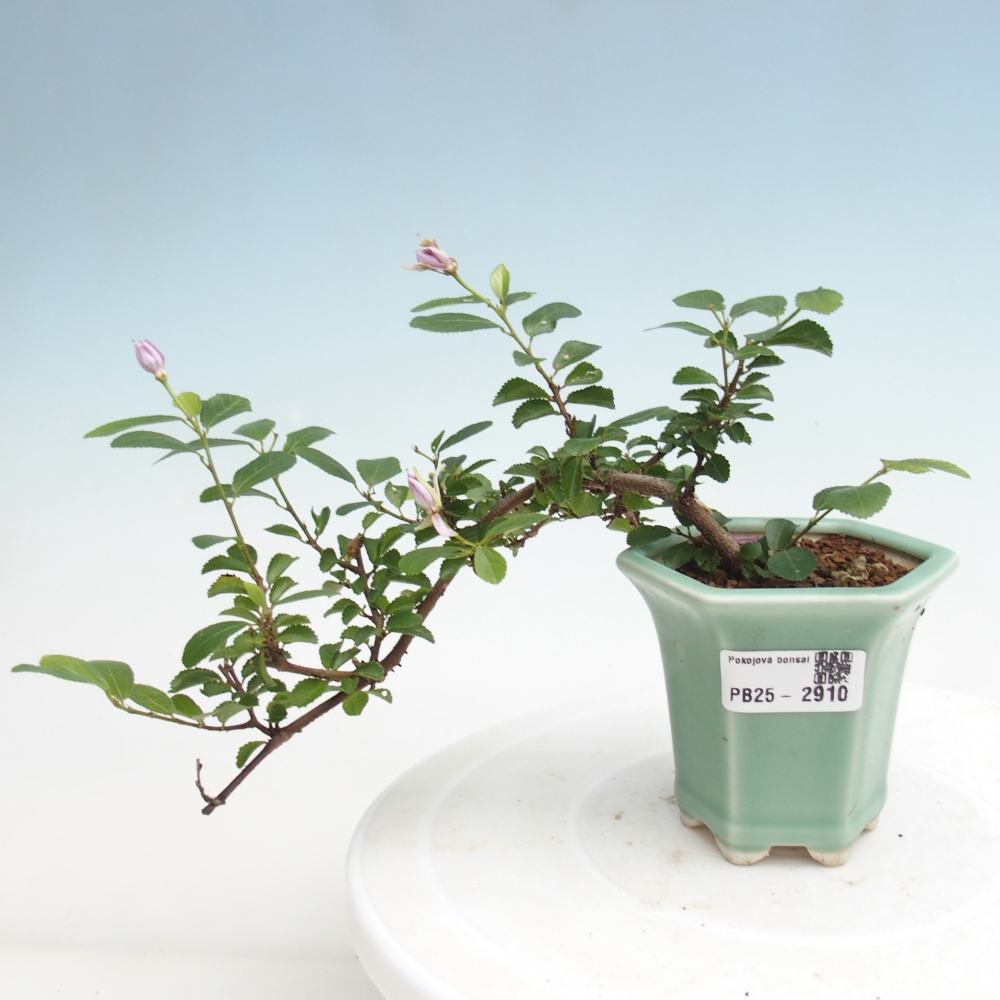 Indoor bonsai - Grewia occidentalis - Lavender star