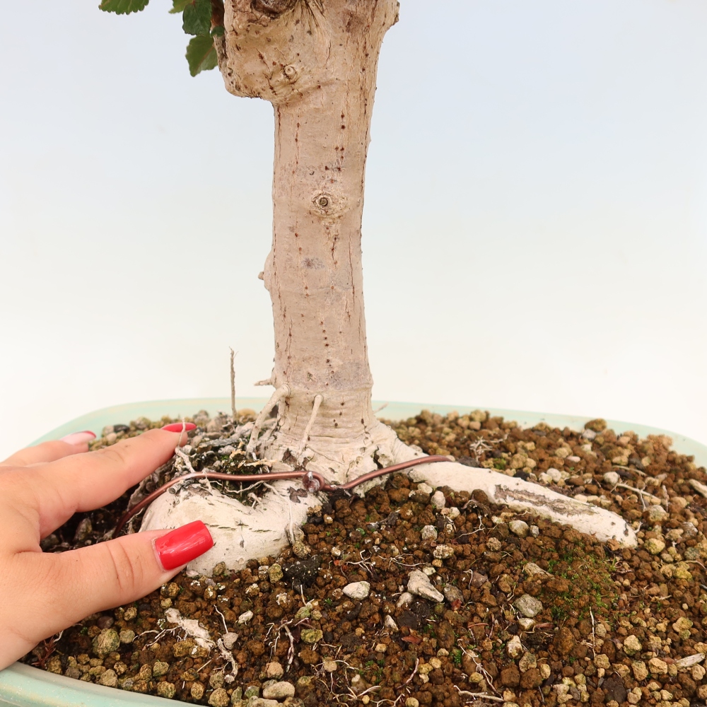 Indoor bonsai - Hibiscus tiliaceus - Sea Hibiscus