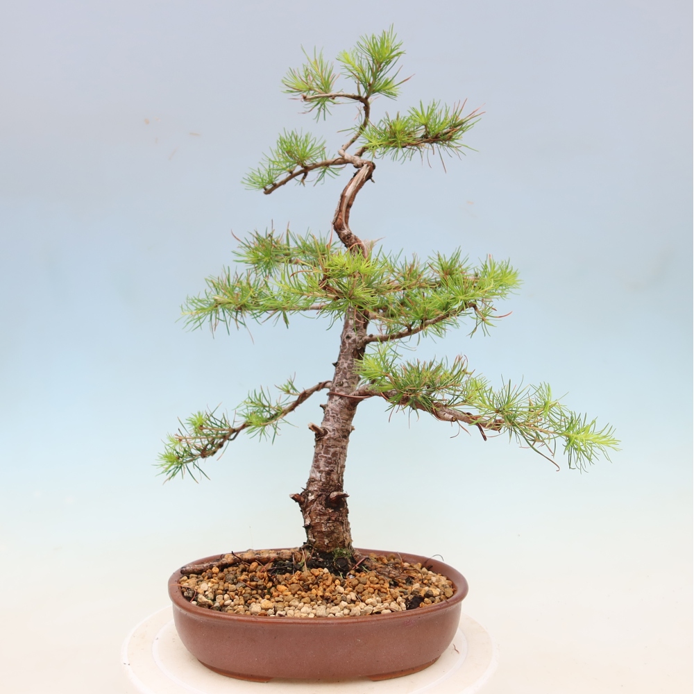 Outdoor bonsai -Larix decidua - Larch