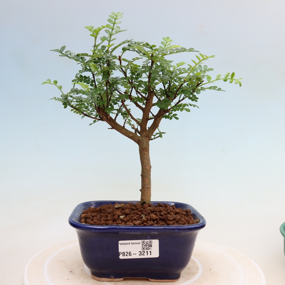 Room bonsai - Zantoxylum piperitum - pepper tree