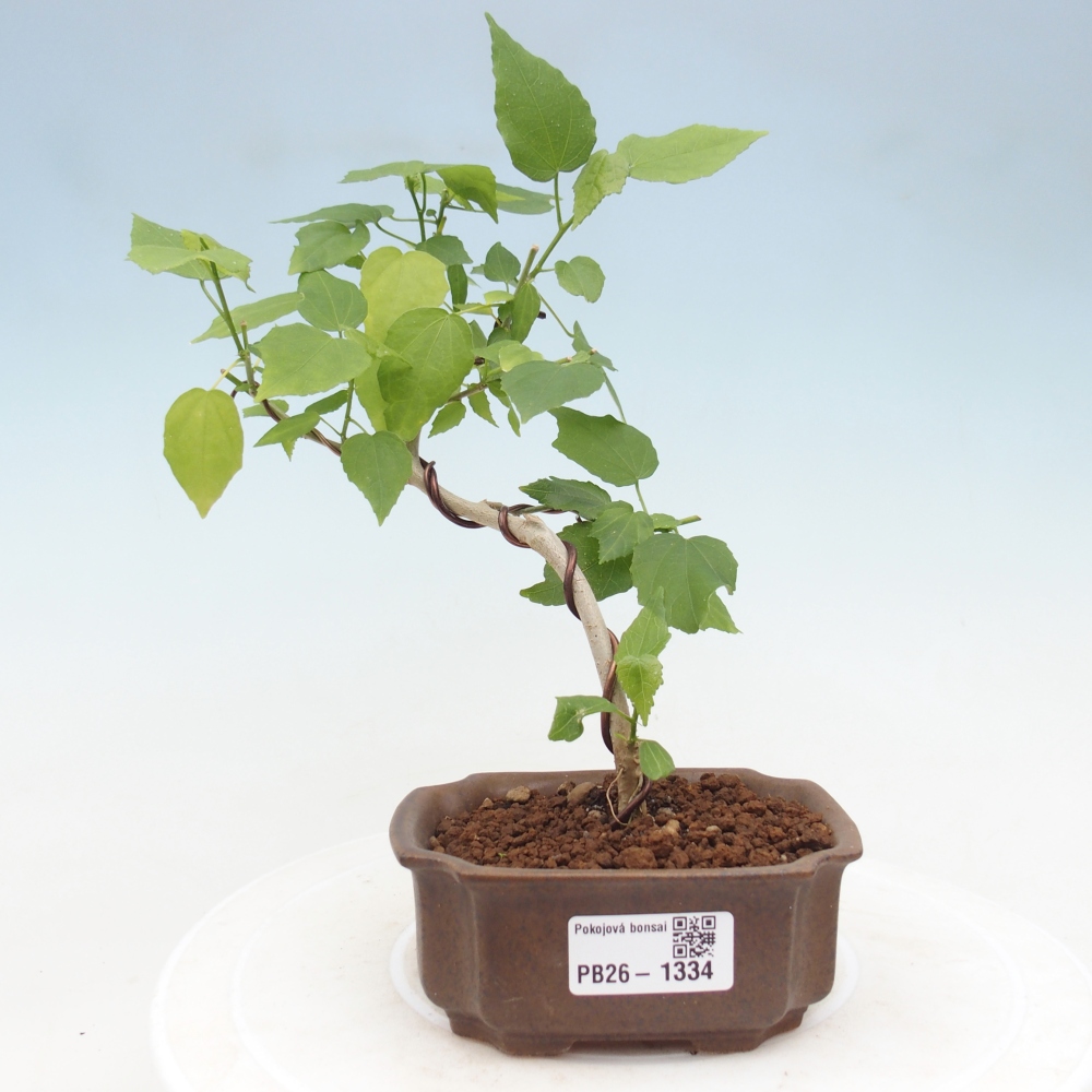Indoor bonsai - Malvaviscus arboreus