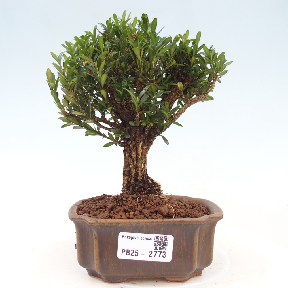 Room Bonsai - Buxus harlandii - Cork boxwood