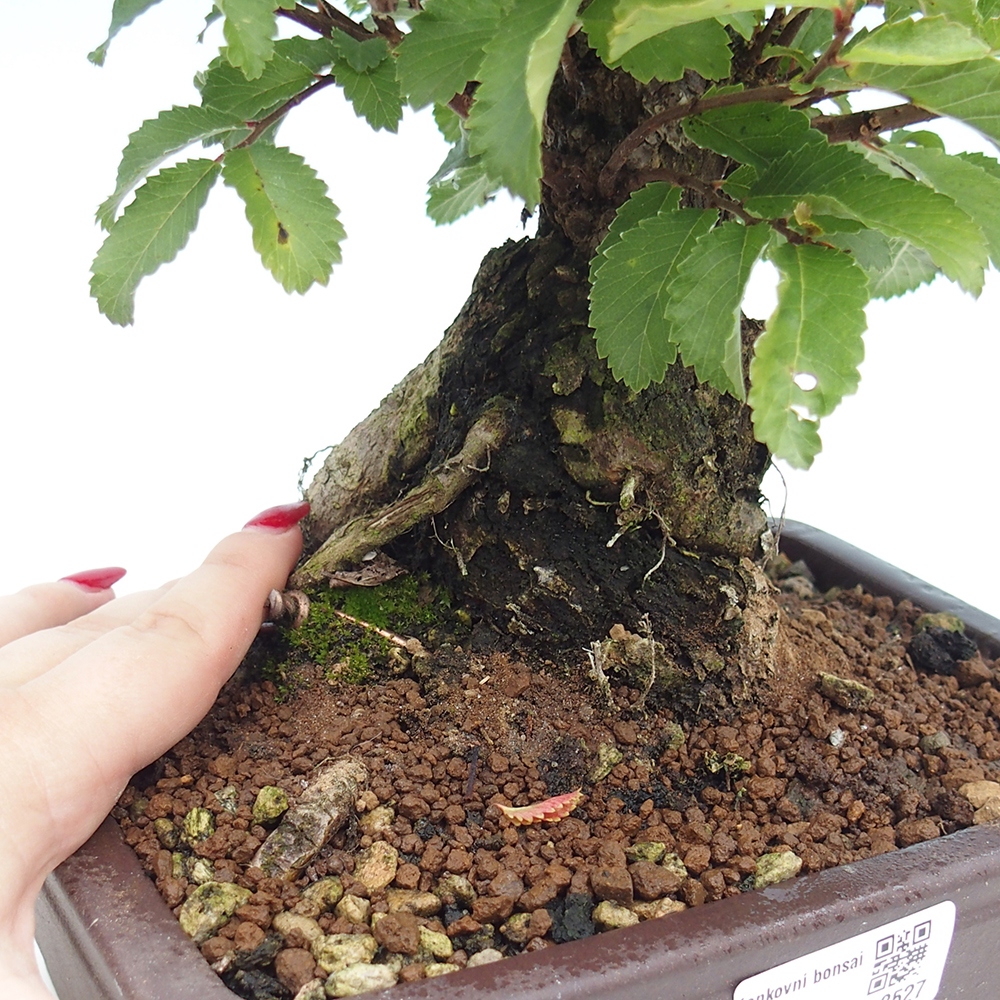 Outdoor bonsai - Zelkova - Zelkova serrata