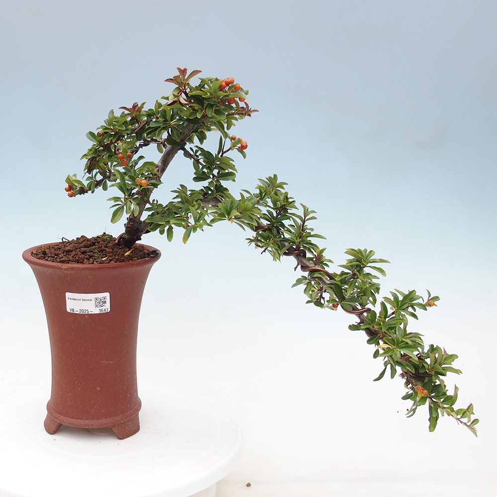 Outdoor bonsai-Pyracantha Teton -Hlox