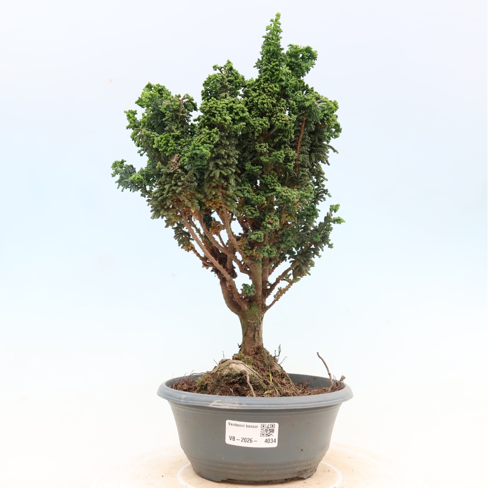 Outdoor bonsai - Cham. obtusa SEKKA HINOKI - Cypress