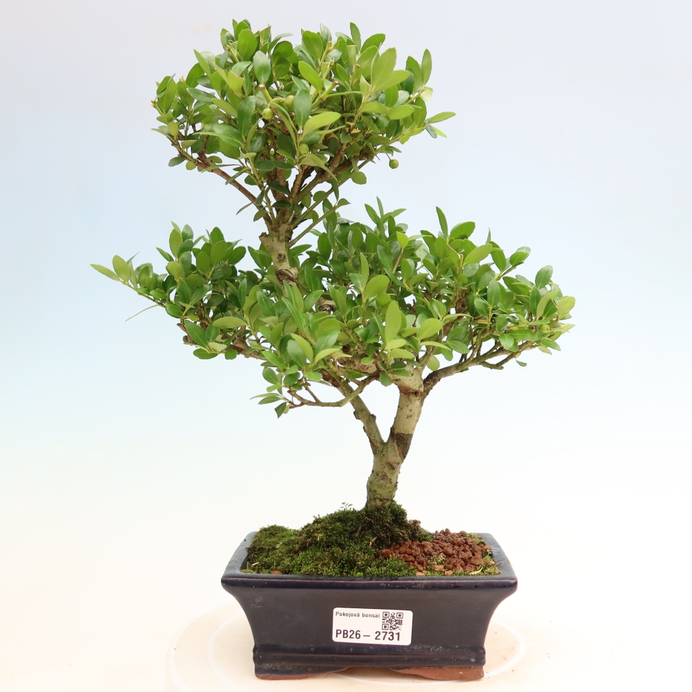 Room bonsai - Ilex crenata - Holly