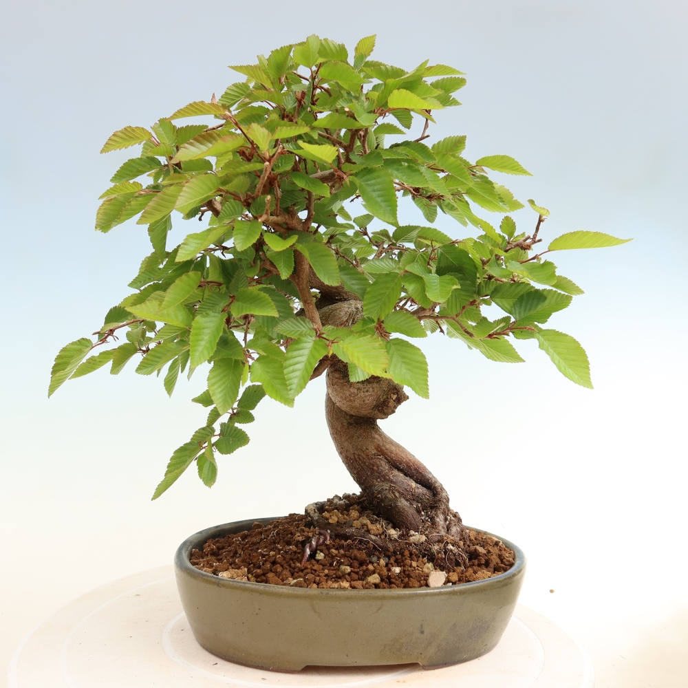 Outdoor bonsai -Carpinus coreana - Korean Hornbeam