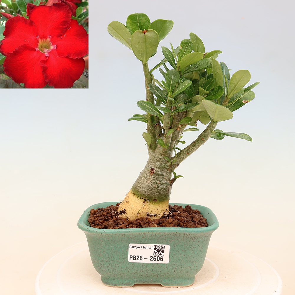 Indoor Bonsai - Adenium obesum Red Star - Desert Rose
