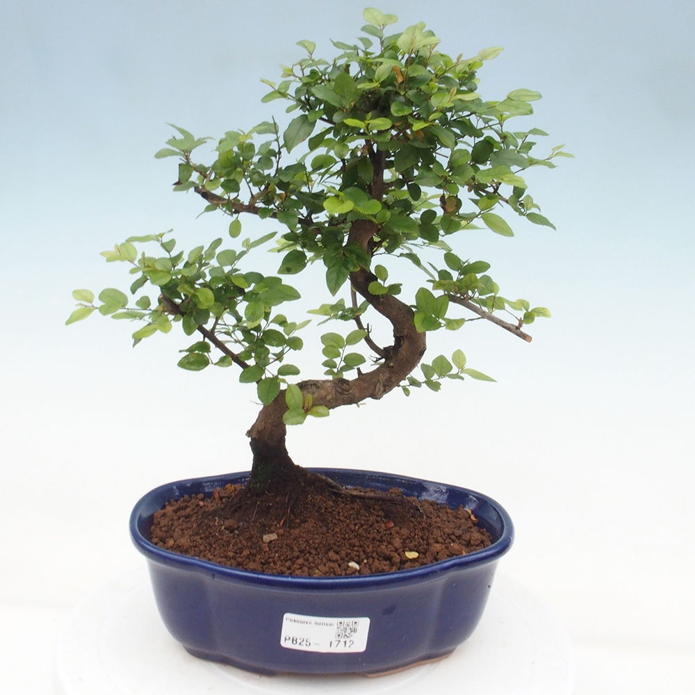 Indoor bonsai - Sagerécie thea - Sagerécie thea