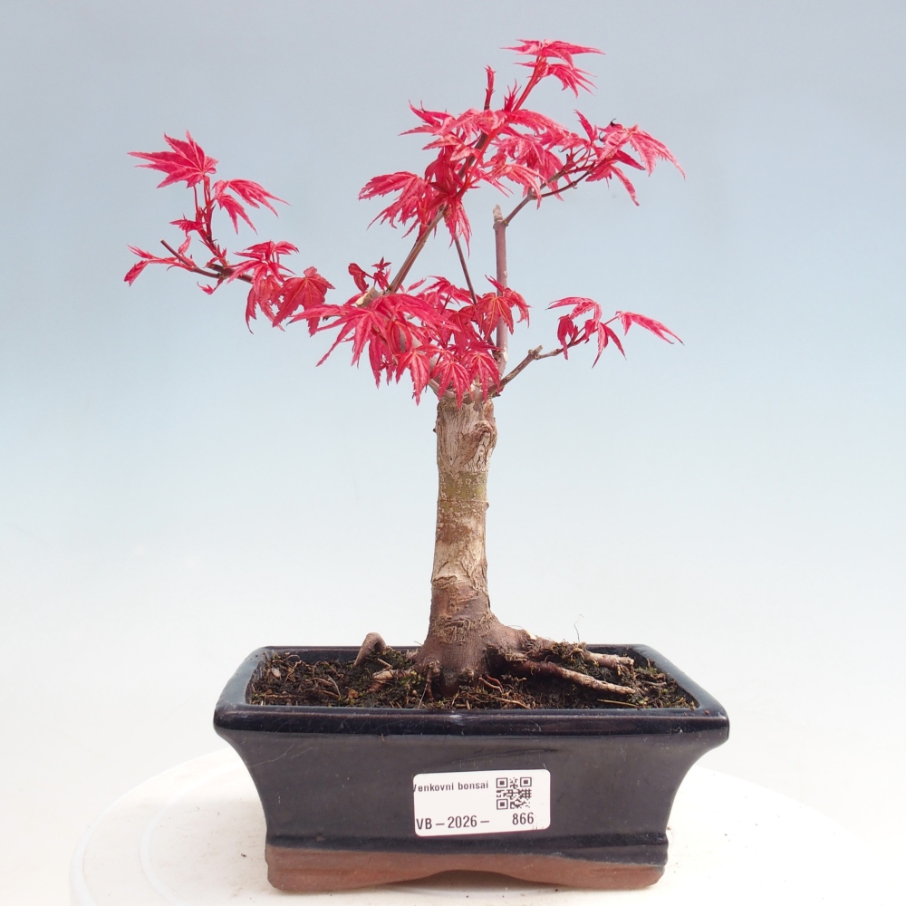 Outdoor bonsai - Acer palmatum DESHOJO