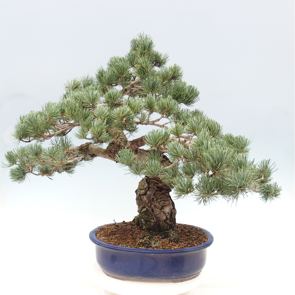 Outdoor bonsai - Pinus parviflora - Small pine tree