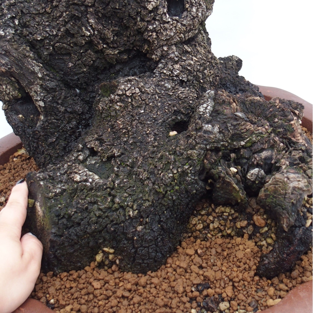 Yamadori - Quercus Ilex - Oak holly