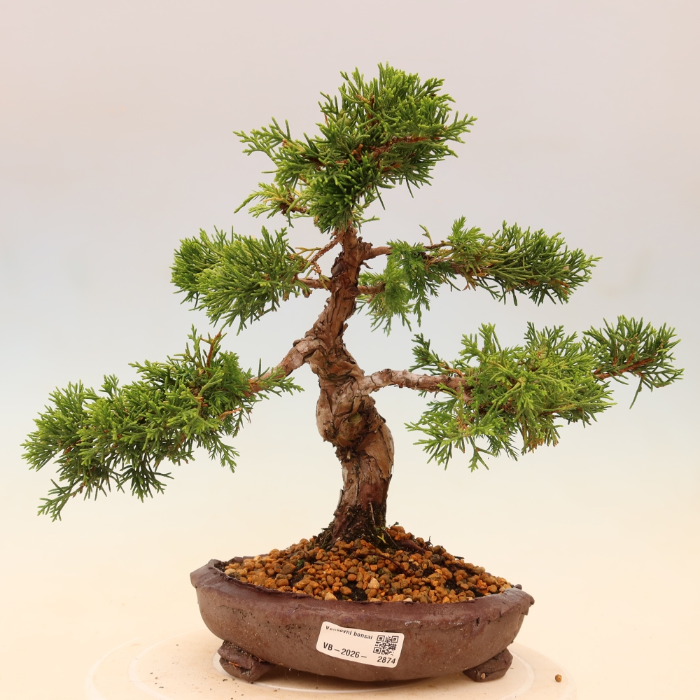 Outdoor bonsai - Juniperus chinensis Itoigawa