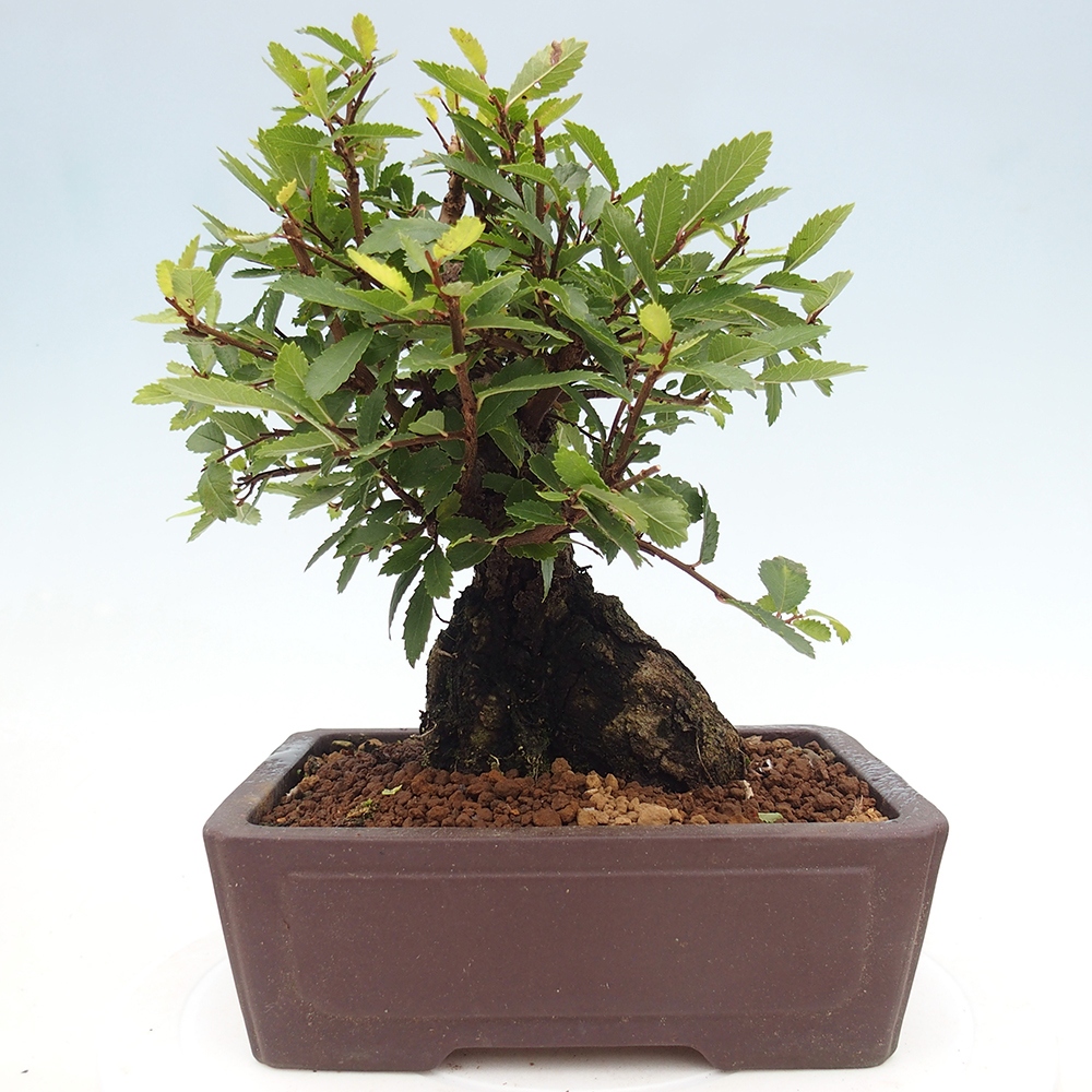 Outdoor bonsai - Zelkova - Zelkova NIRE