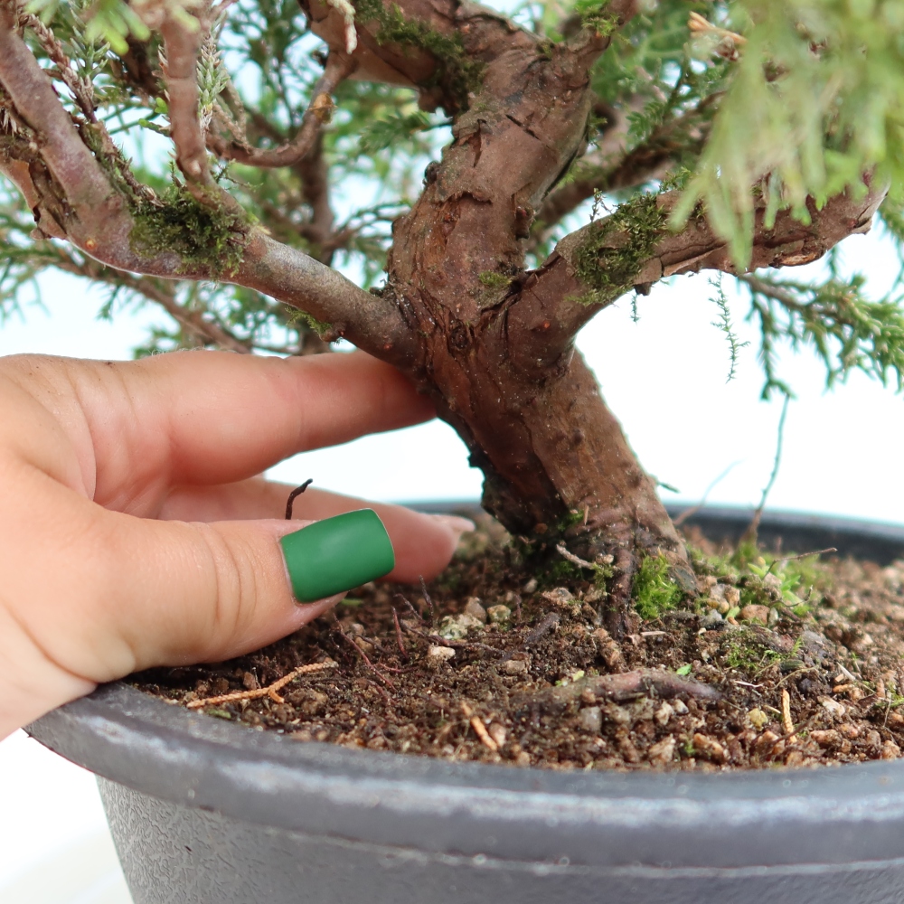 Outdoor Bonsai - Juniperus chinensis Itoigawa - Chinese Juniper