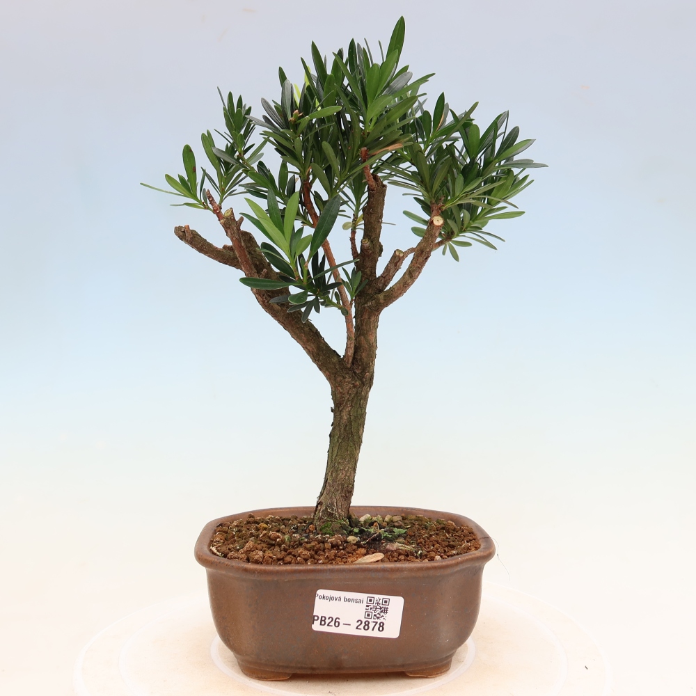 Room bonsai - Podocarpus - Stone Yew