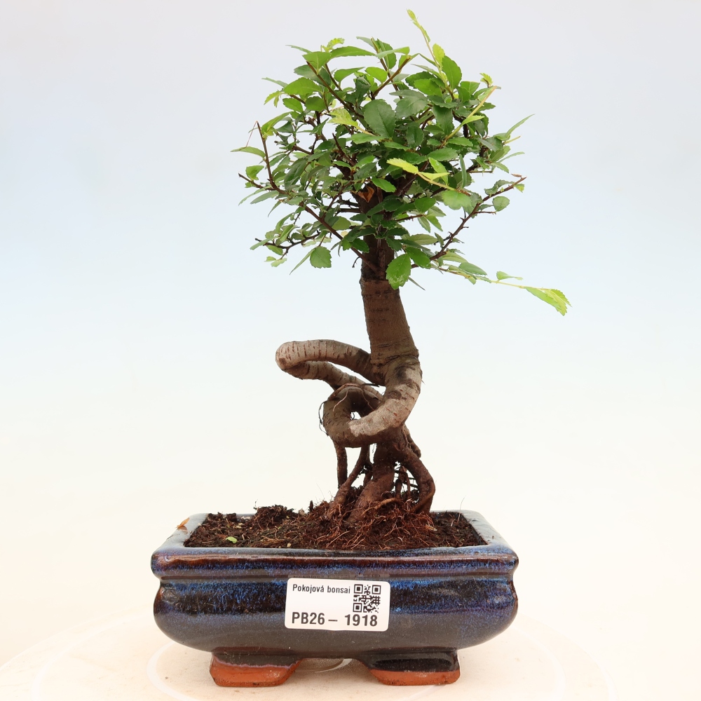 Room bonsai - Ulmus parvifolia - Small-leaved elm