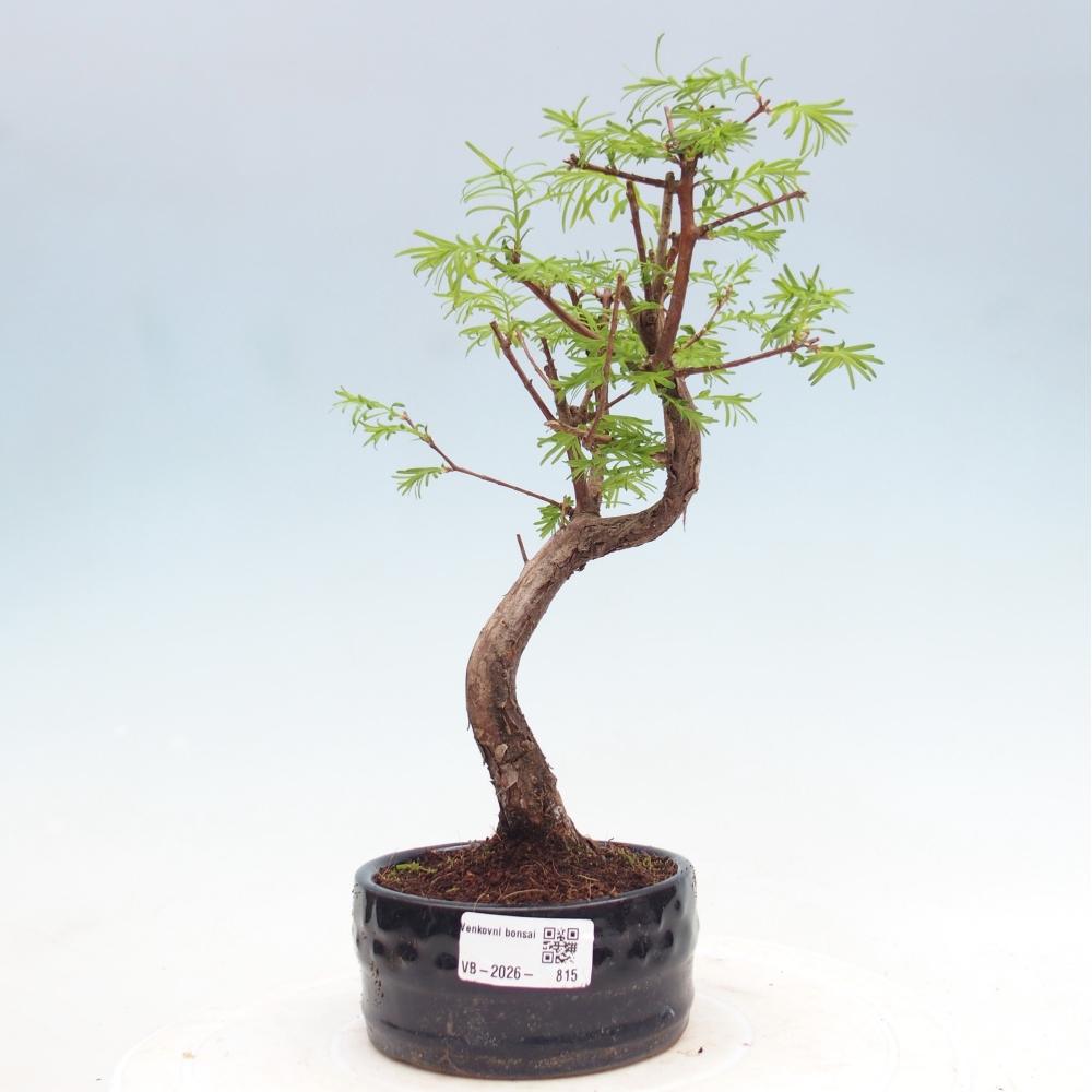 Outdoor bonsai - Metasequoia glyptostroboides - Chinese Metasequoia