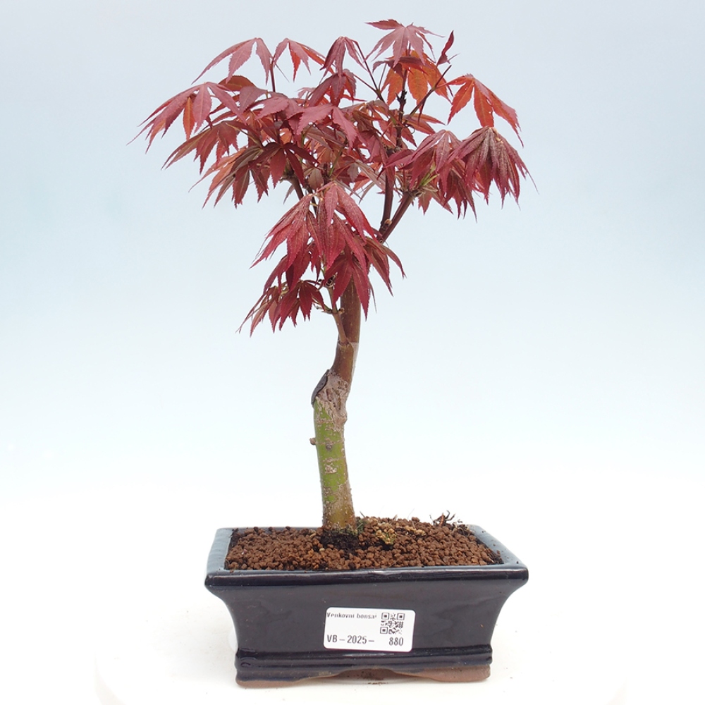 Outdoor bonsai - Acer palm. Atropurpureum-Palmleaf Maple