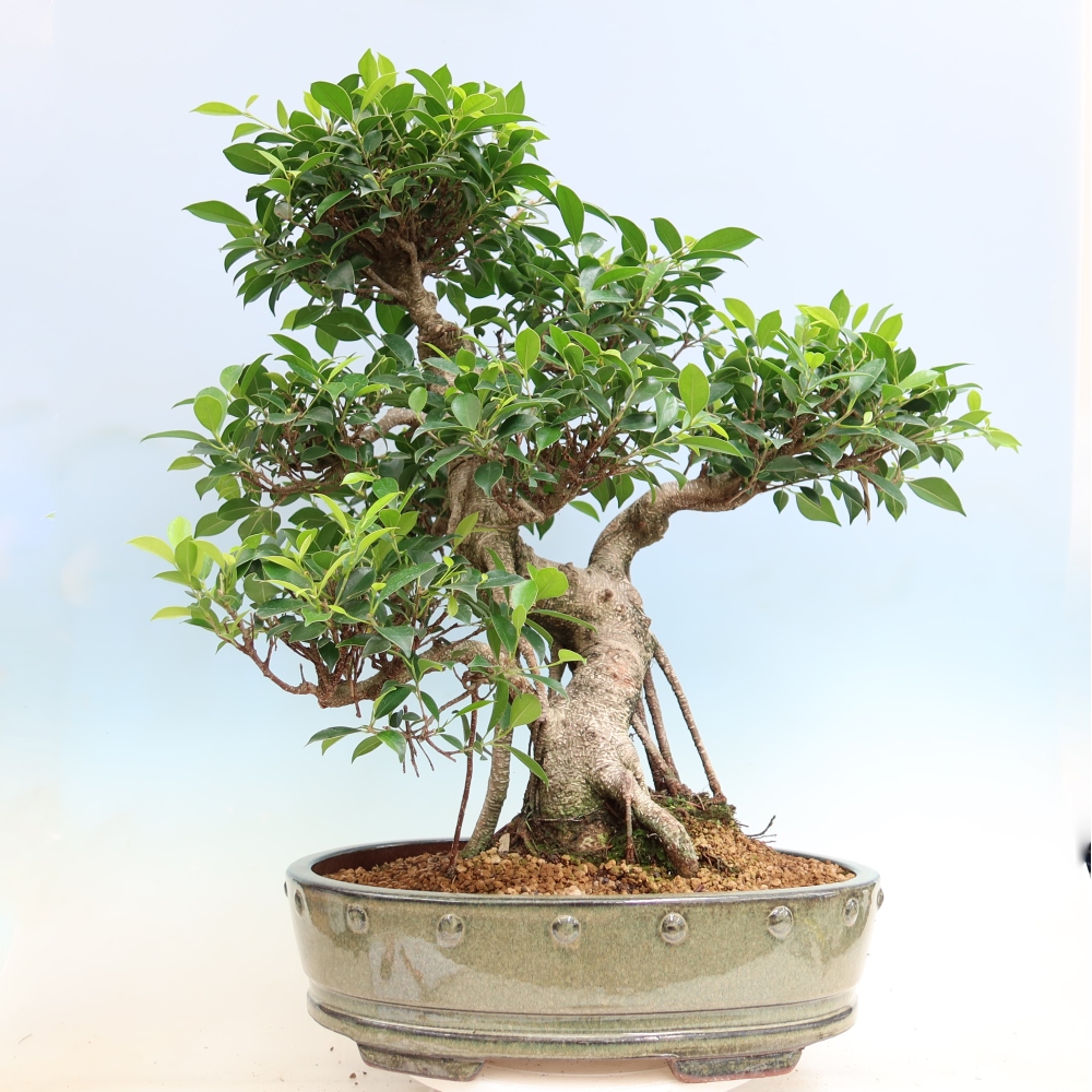 Room bonsai - Ficus kimmen - small-leaved ficus