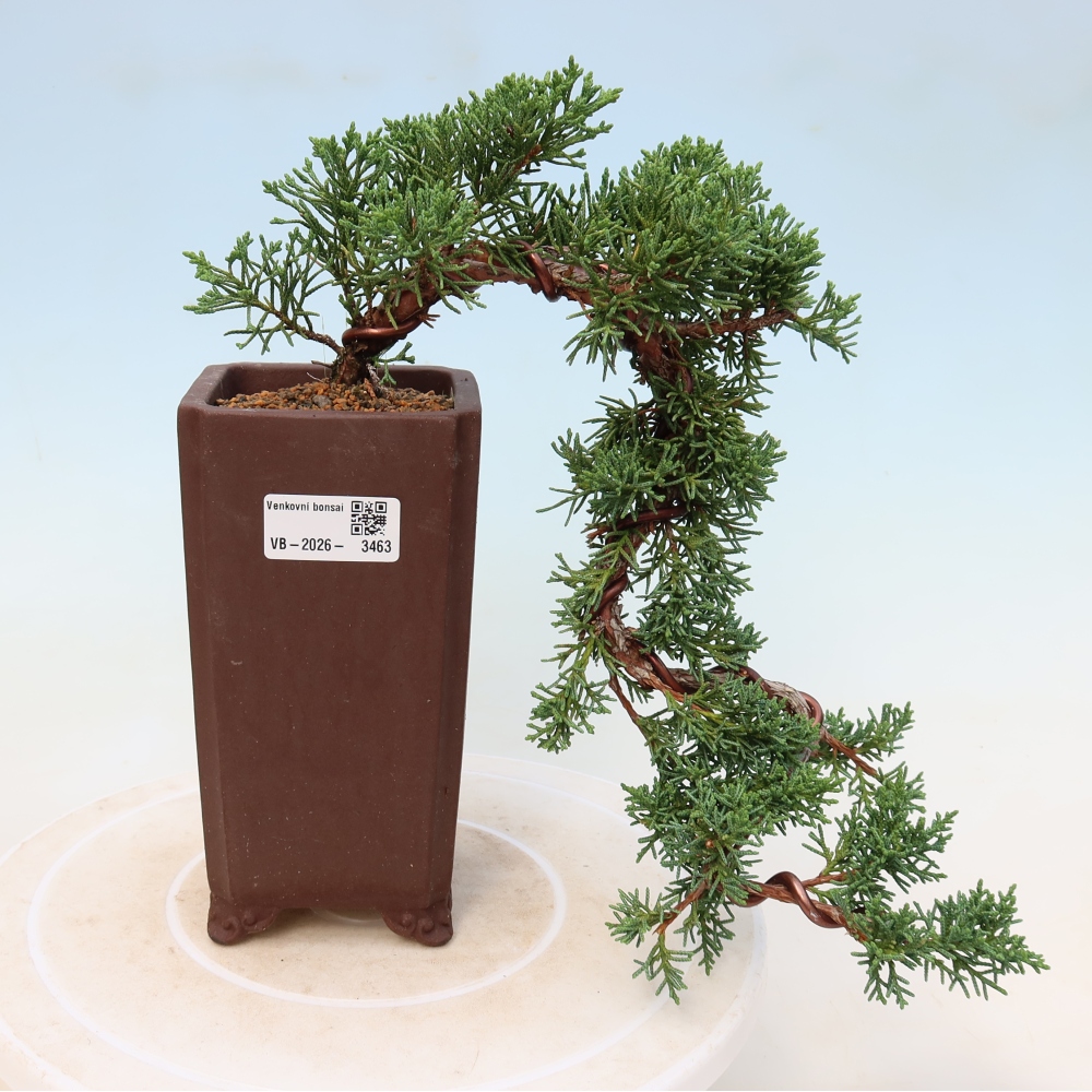 Outdoor bonsai - Juniperus chinensis Kishu