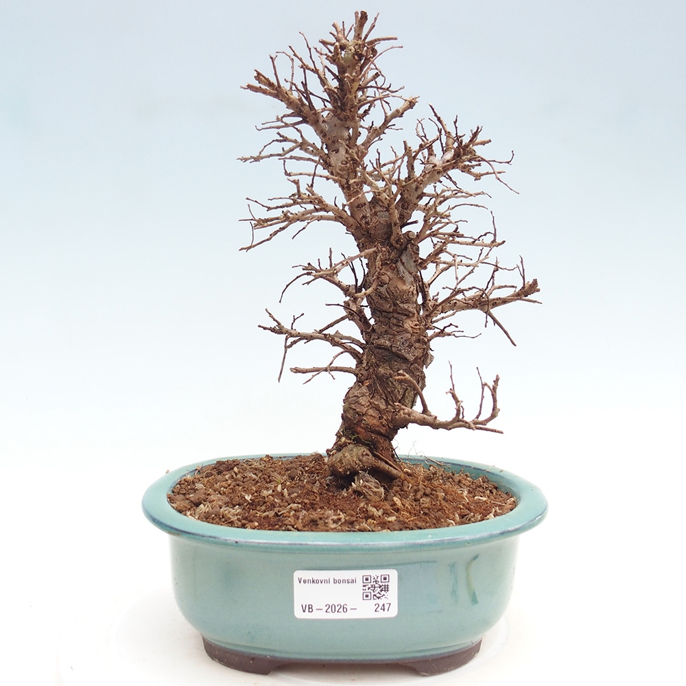 Outdoor bonsai - Zelkova - Zelkova NIRE