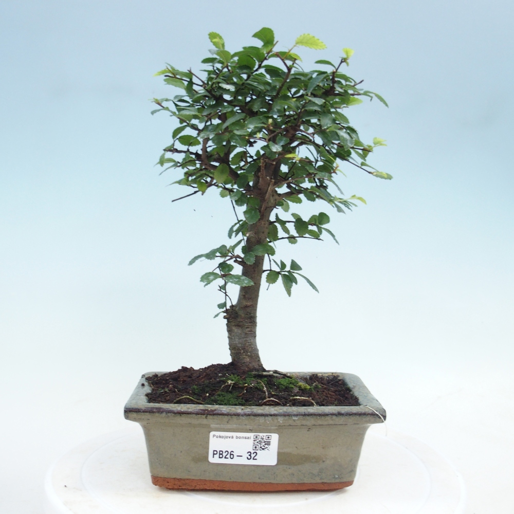 Room bonsai - Ulmus parvifolia - Small-leaved elm