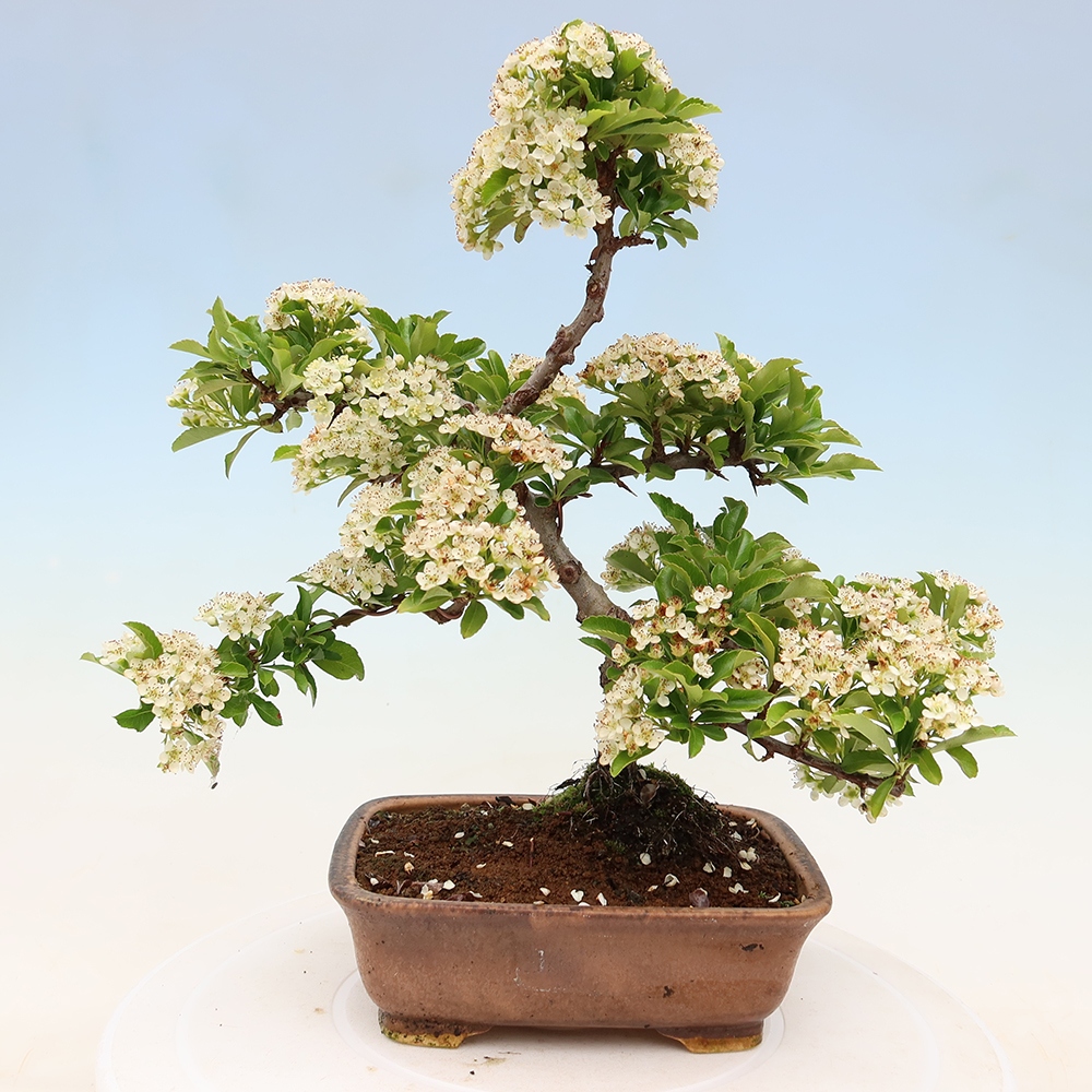 Outdoor Bonsai - Pyracantha teton - Scarlet Firethorn
