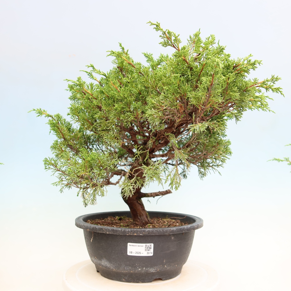 Outdoor Bonsai - Juniperus chinensis Itoigawa - Chinese Juniper