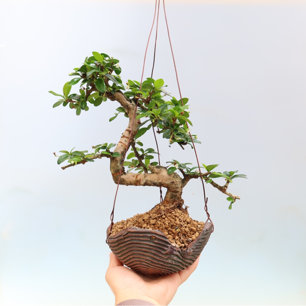 Kokedama in a Ceramic Pot - Chay-fuki - Carmona macrophylla