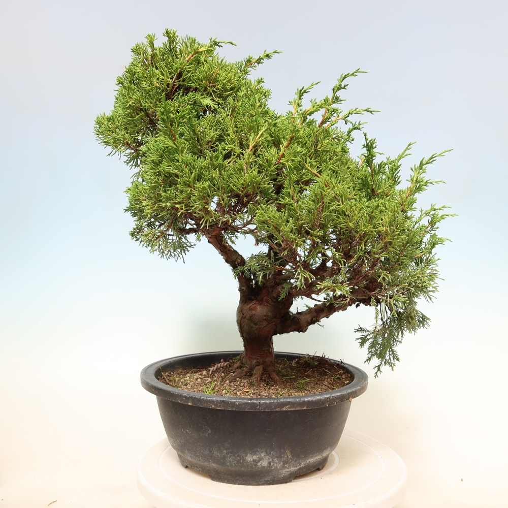 Outdoor Bonsai - Juniperus chinensis Itoigawa - Chinese Juniper