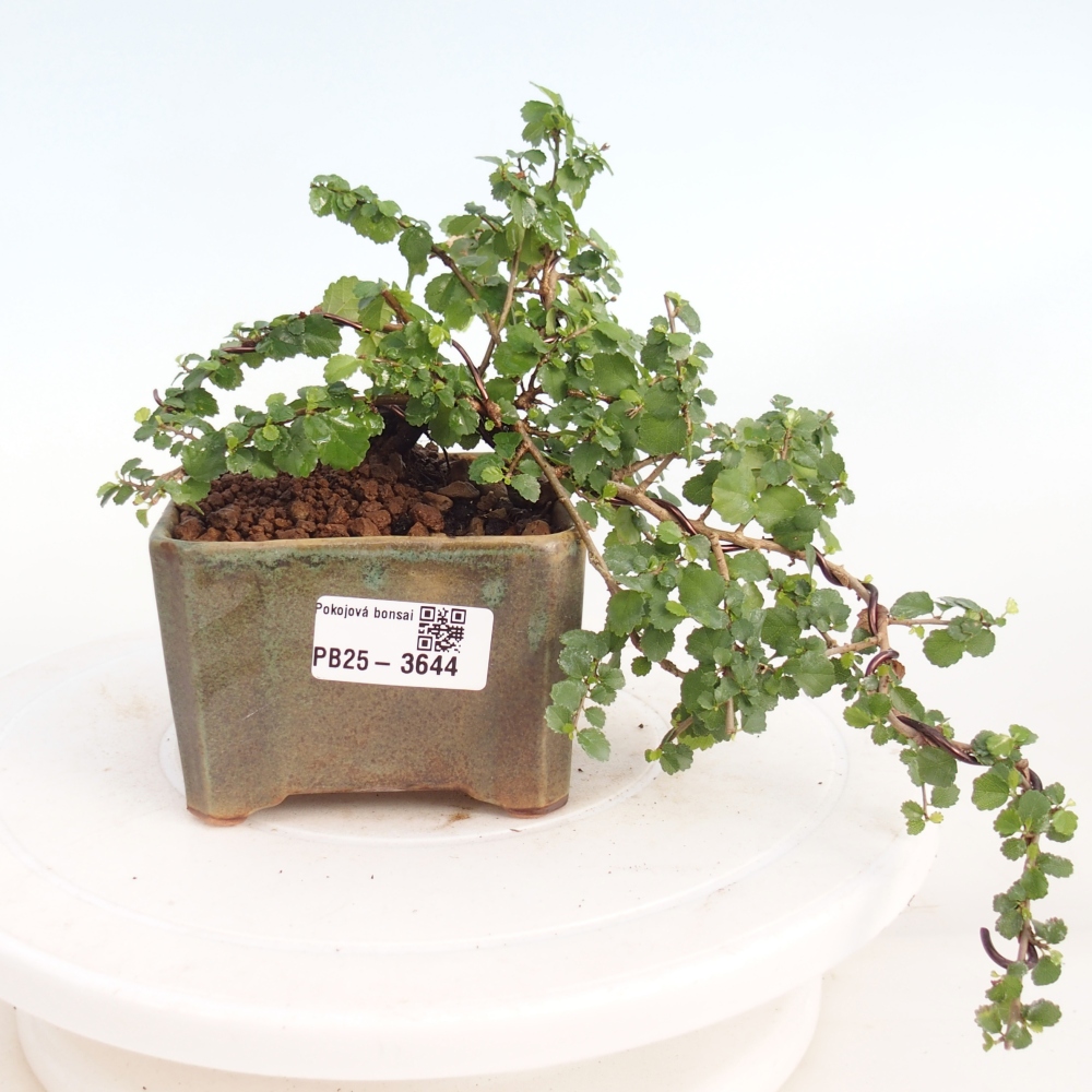Room bonsai - Grewia sp. - Grewia malafolia