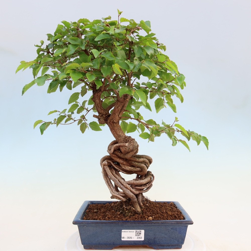 Outdoor bonsai -Carpinus coreana - Korean Hornbeam