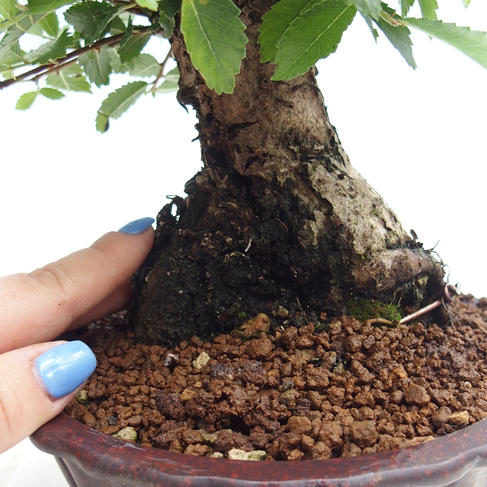 Outdoor bonsai - Zelkova - Zelkova NIRE